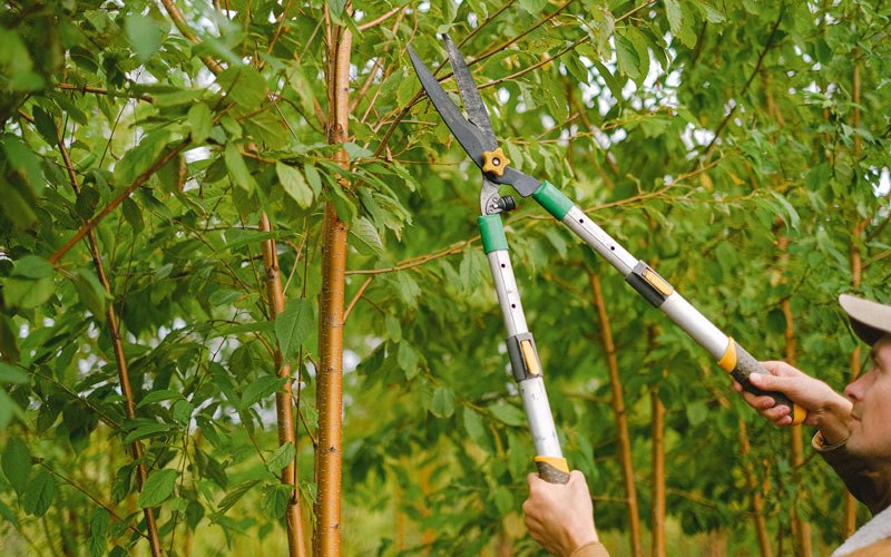 Tree trimming in Wauconda, WA